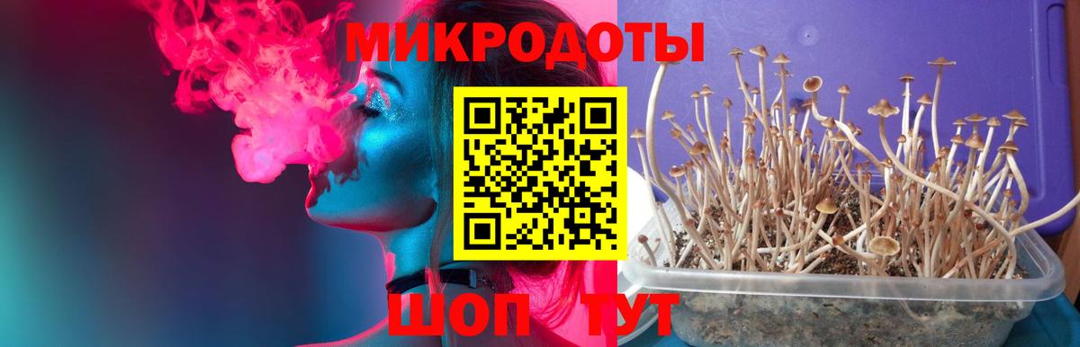 Галлюциногенные грибы Psilocybe Гагарин